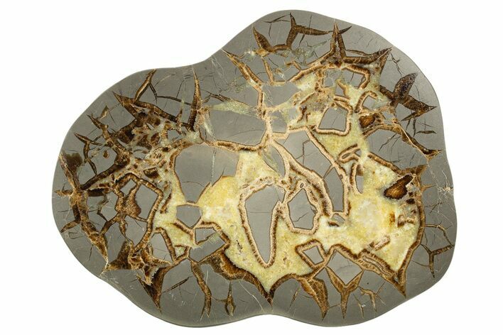 Polished Septarian Slab - Utah #318051